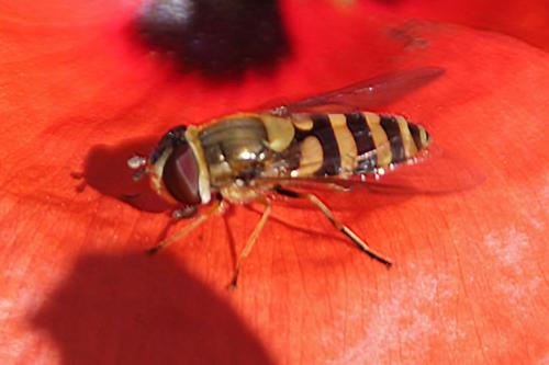 Syrphus sp.
